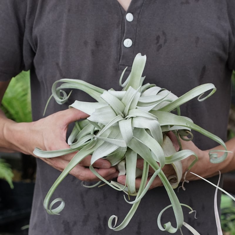 スタッフ特選】ストレプトフィラ・ベリーズ XL | air-plants TENGU-DO