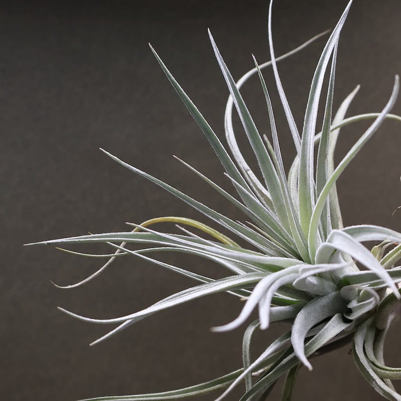 レクルビフォリア × ガルドネリ 10号 | air-plants TENGU-DO
