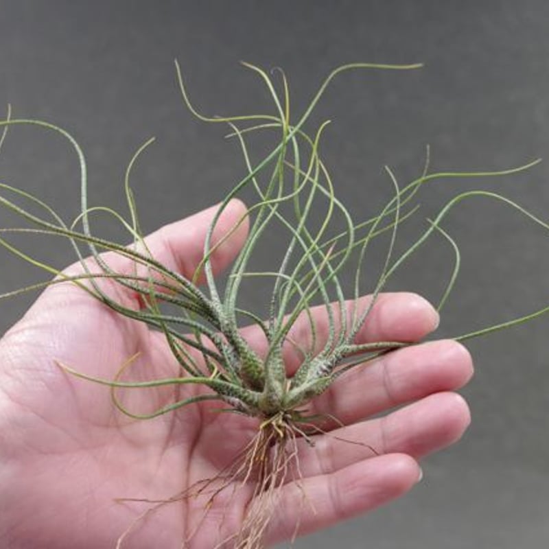 ブッツィークランプ 02号 | air-plants TENGU-DO