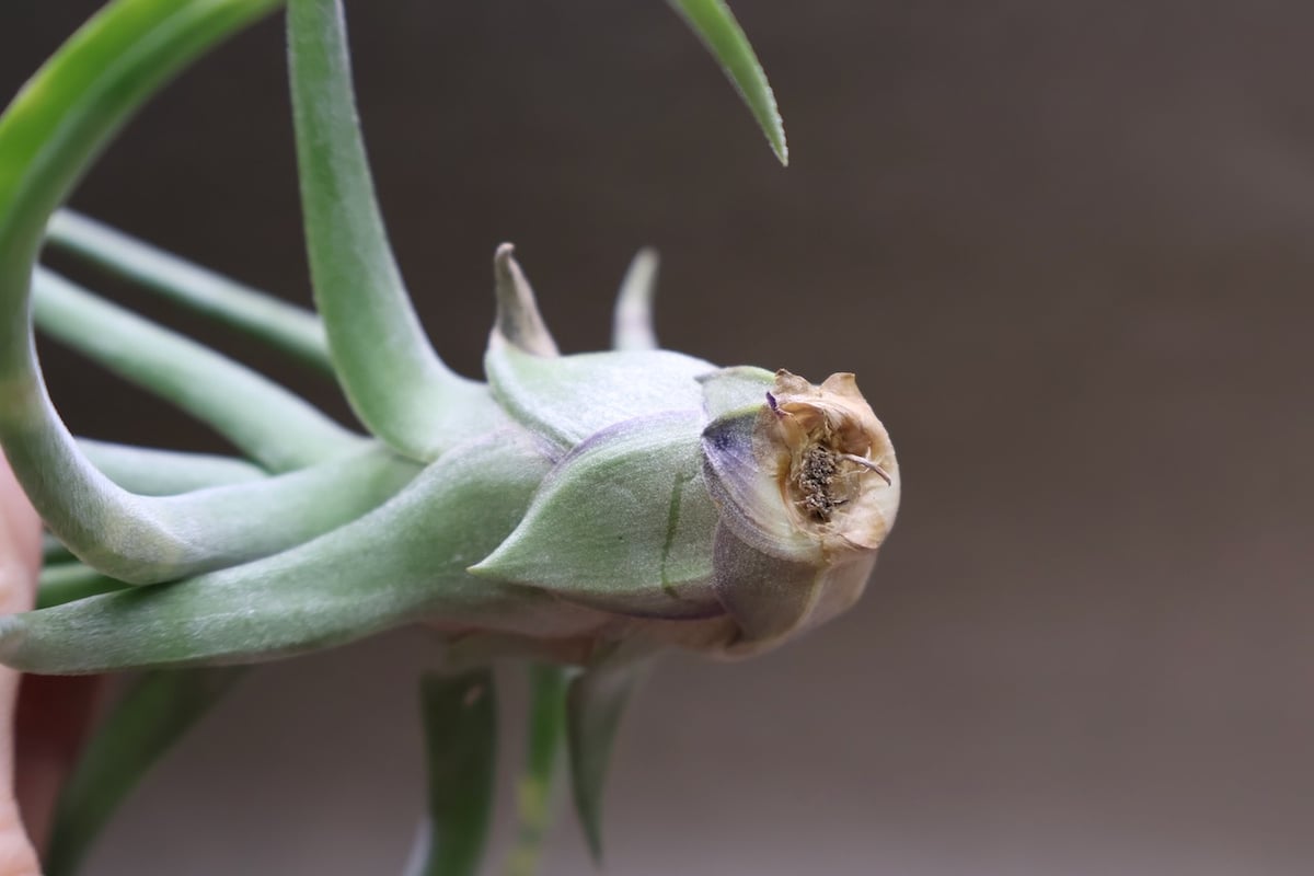 ショータイム × ストレプトフィラ Mサイズ03号 | air-plants