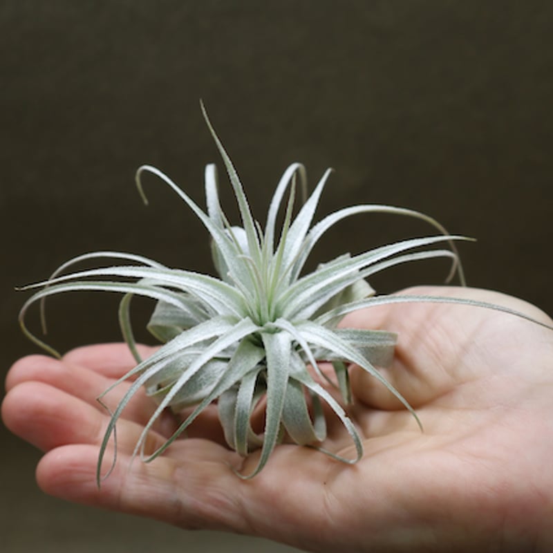 チャペウエンシス 01号 | air-plants TENGU-DO