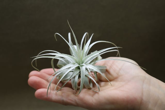 チャペウエンシス 01号 | air-plants TENGU-DO