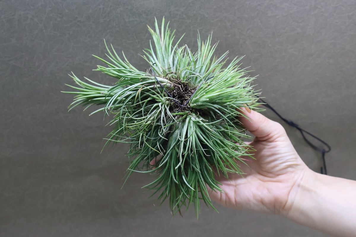 イオナンタ フエゴ クランプ 32号 | air-plants TENGU-DO