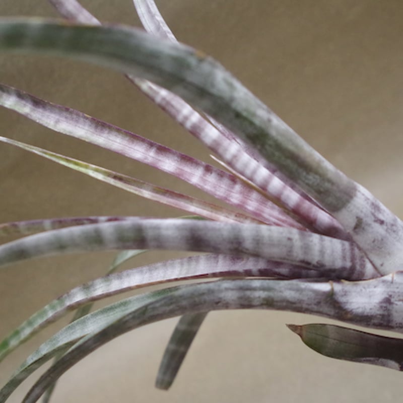 ヒルダエ Lサイズ04号 | air-plants TENGU-DO