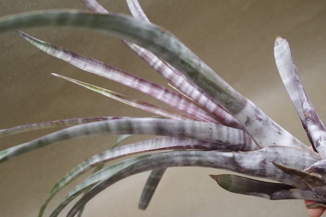 ヒルダエ Lサイズ04号 | air-plants TENGU-DO