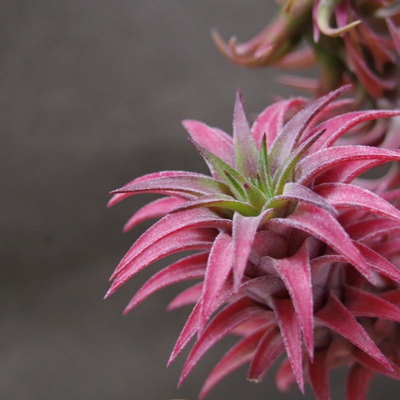 イオナンタ バンハイニンギー 29号 | air-plants TENGU-DO イオナンタ バンハイニンギー 29号 | air-plants TENGU-DO