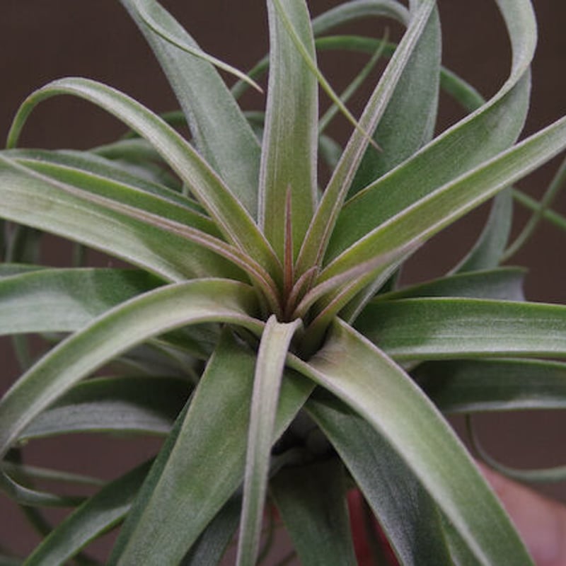 コンコロール × ストレプトフィラ 11号 | air-plants TENGU-DO