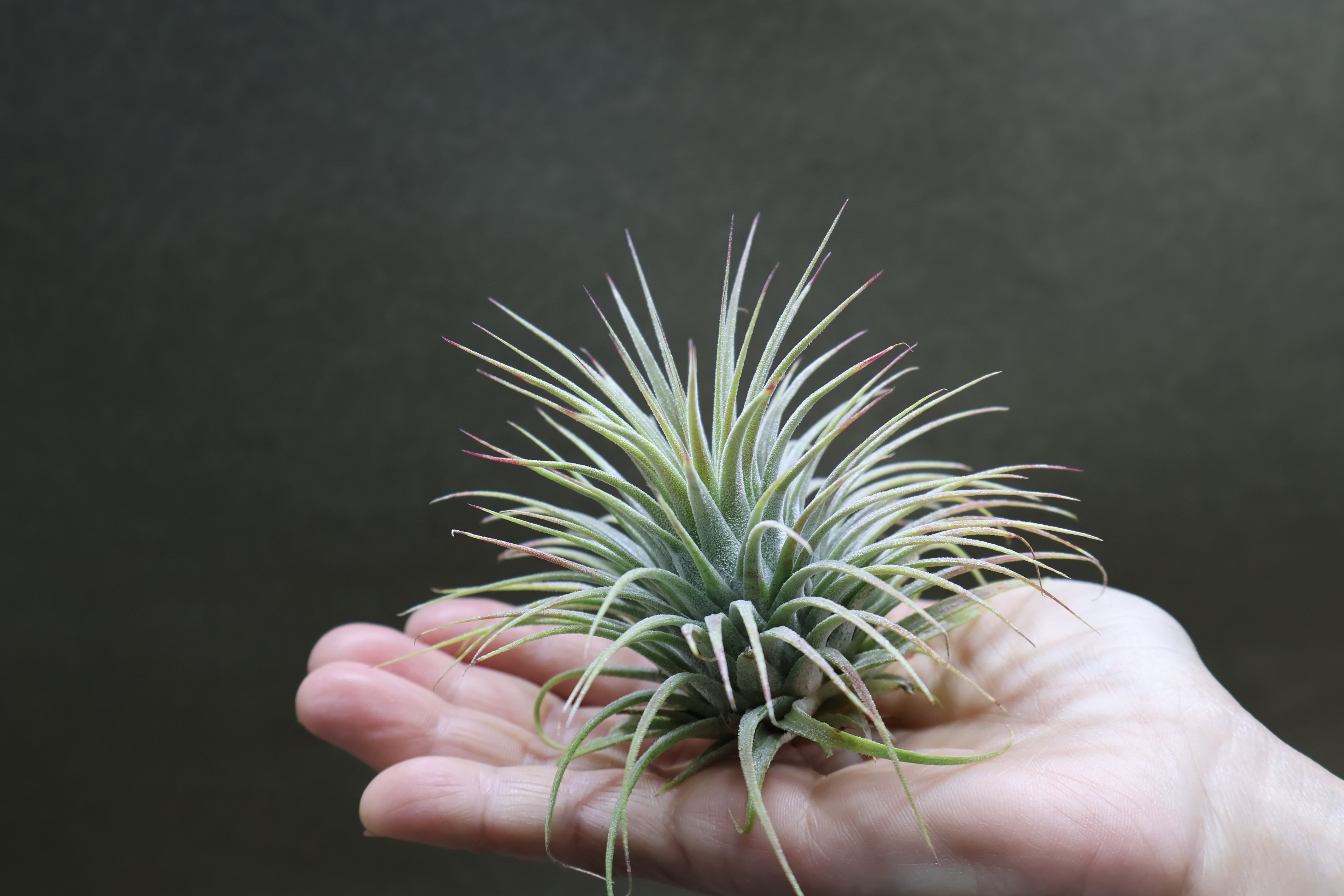 イオナンタ スノーボール 02号 | air-plants TENGU-DO