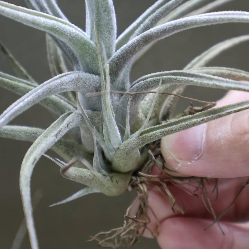 エーレルシアナ 38号 | air-plants TENGU-DO エーレルシアナ 38号 | air-plants TENGU-DO