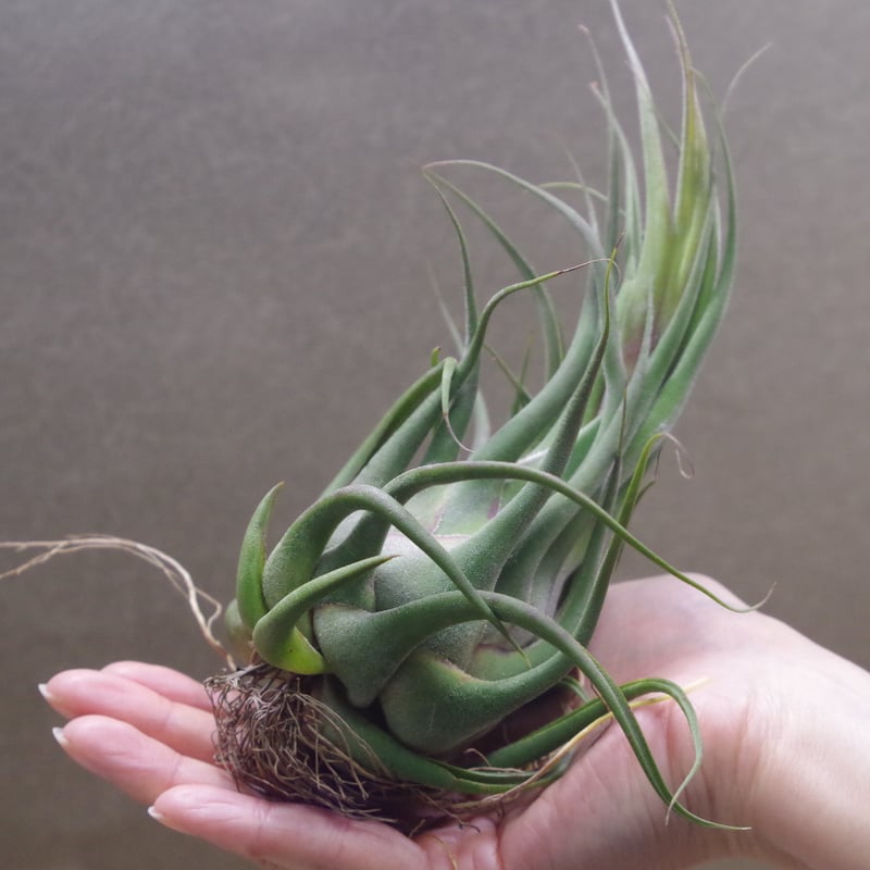 セレリアナ ミニパープル 11号 ※送料込 | air-plants TENGU-DO