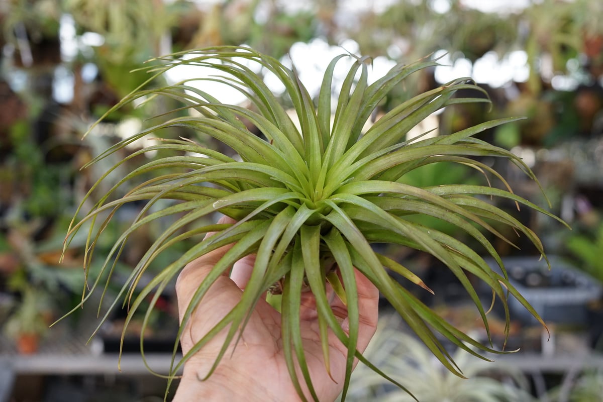 スタッフ特選】ブラキカウロス・シュプリーム A号 | air-plants TENGU-DO