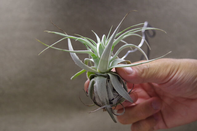 チランジア　ガルドネリ　ルピコラ 2023.7.5. Tillandsia gardneri var. rupicola (ティランジア