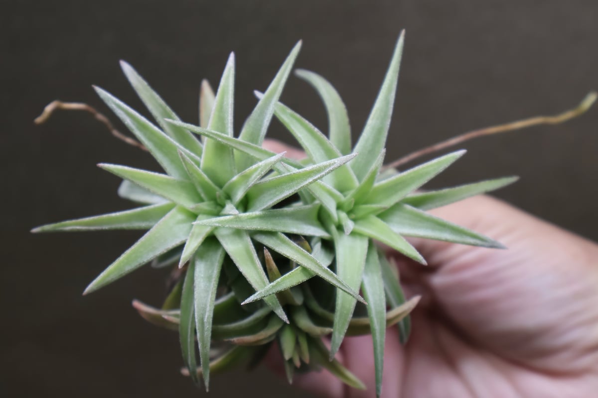 イオナンタ バンハイニンギー ジャンボ 97号 | air-plants TENGU-DO