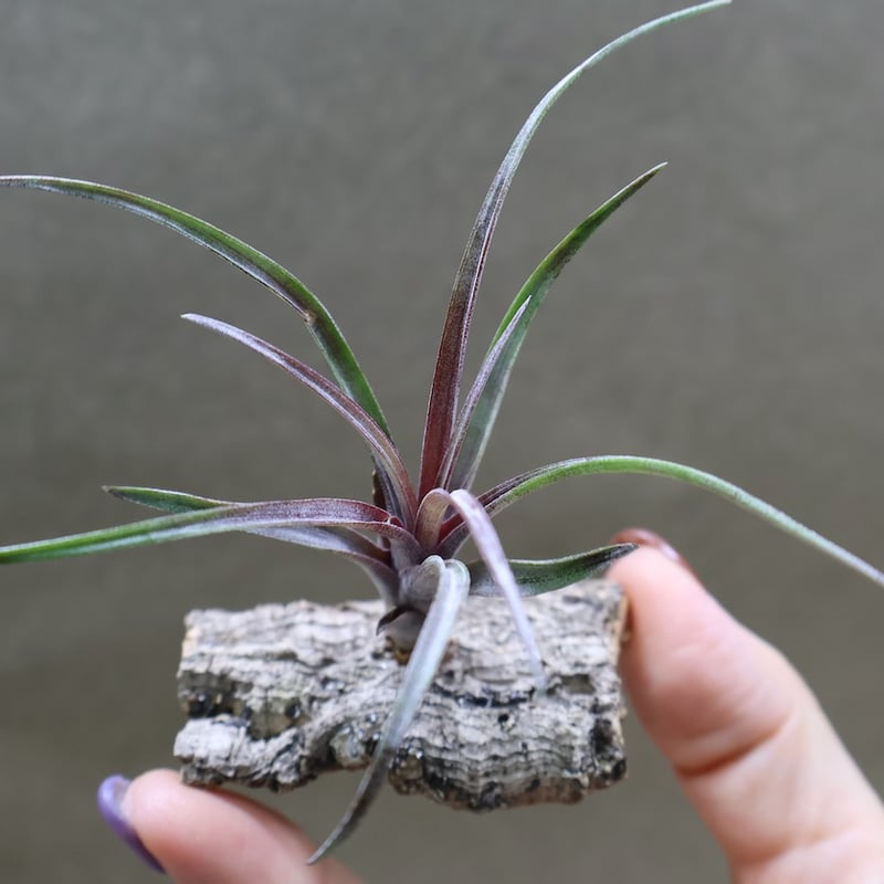 カピタータ ドミンゲンシス 41号 | air-plants TENGU-DO