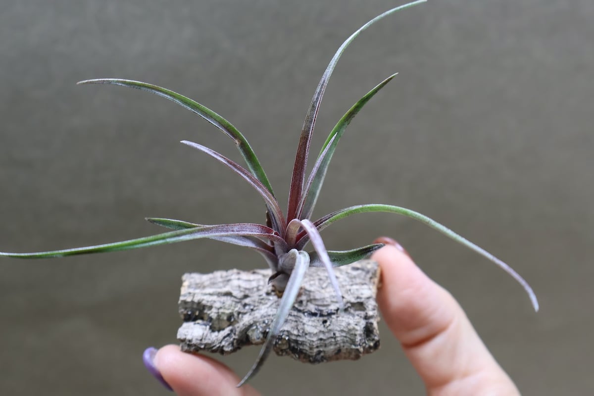 カピタータ ドミンゲンシス 41号 | air-plants TENGU-DO