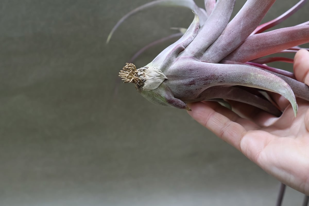 カピタータ オレンジ× ストレプトフィラ 07号 | air-plants TENGU-DO