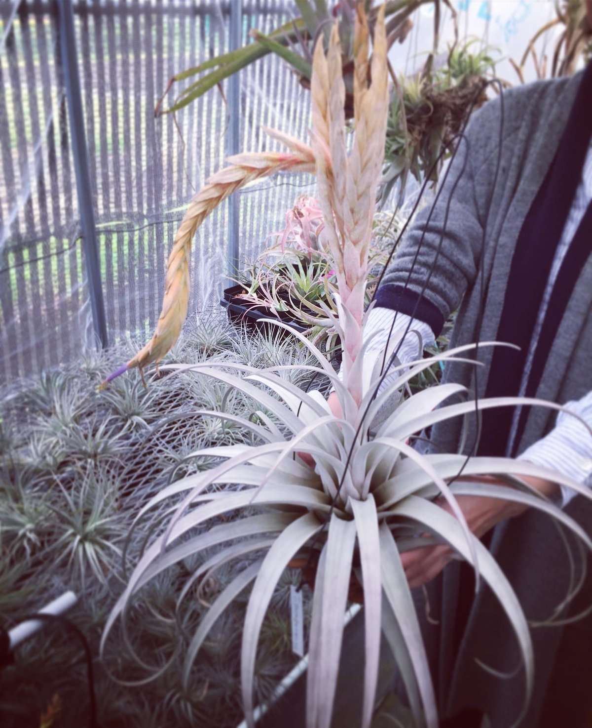 Tillandsia Mayan Regal 速達発送 □チランジア書籍／Genus Tillandsia P28 | 常葉植物園 Tokiwa Bo