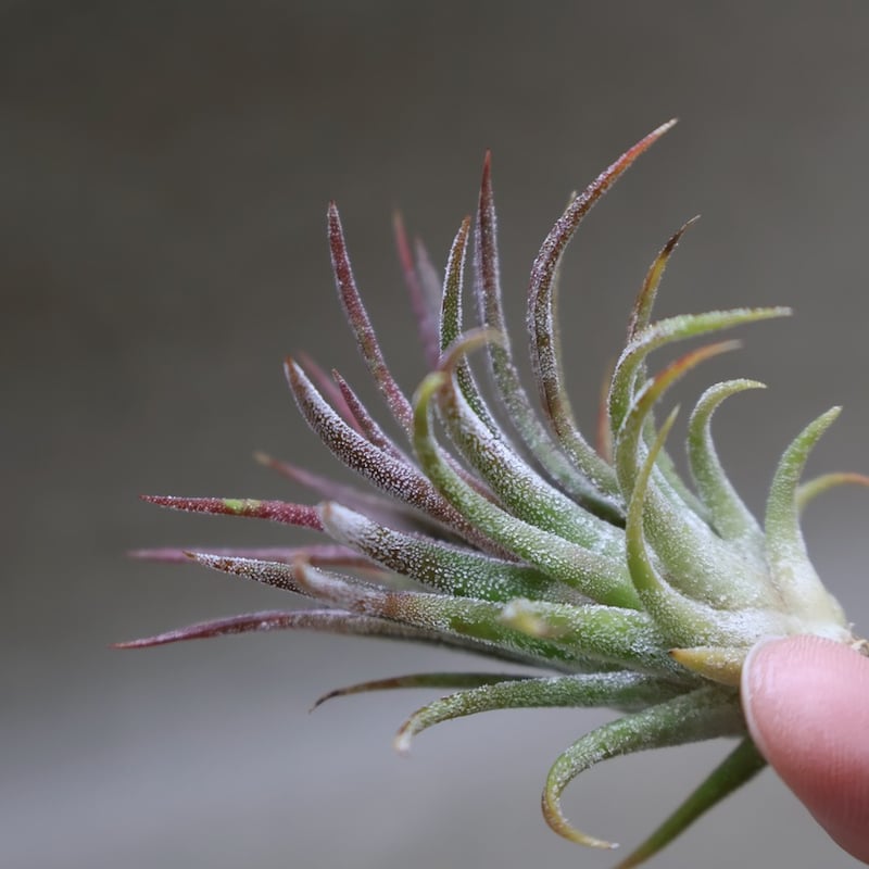 イオナンタ トールベルベット 03号 | air-plants TENGU-DO