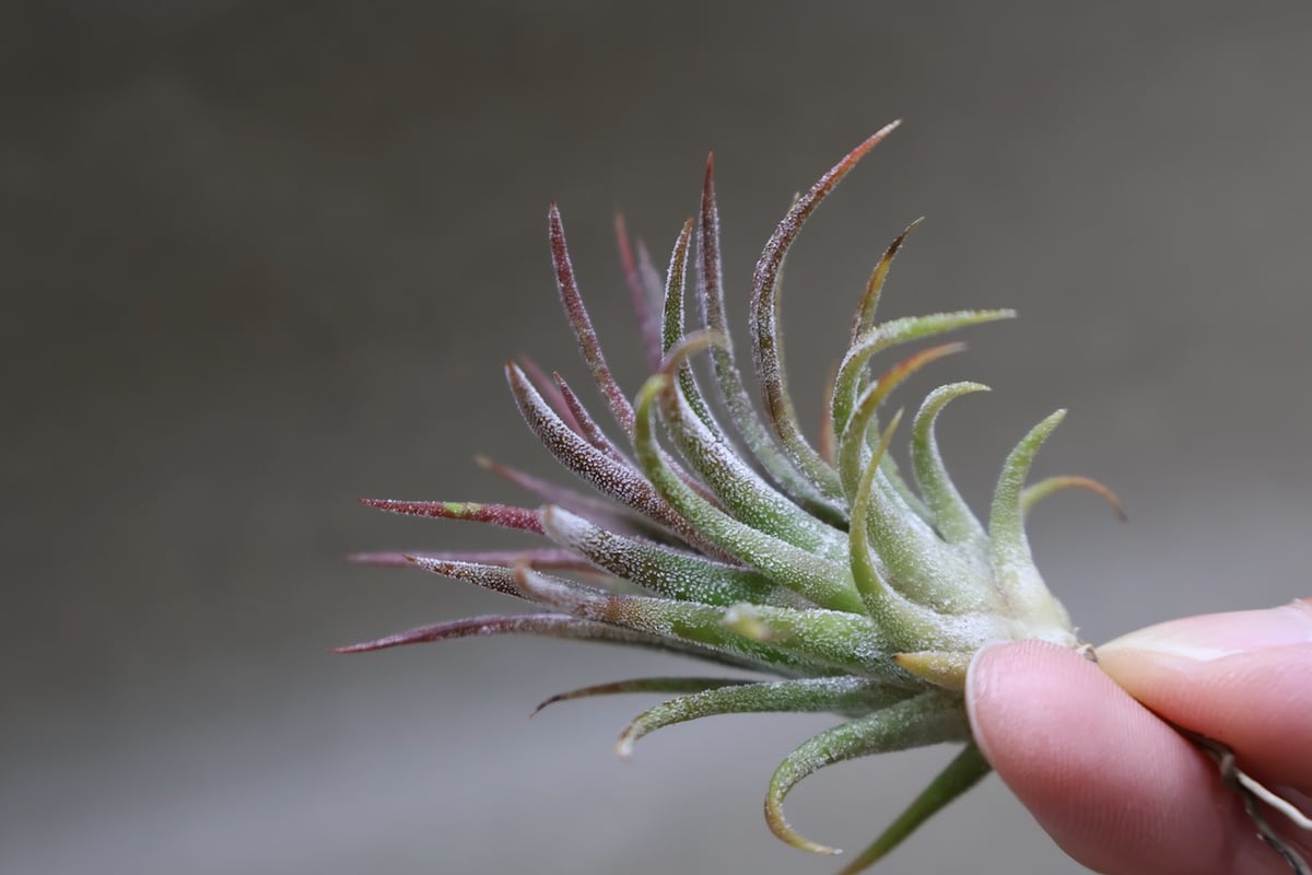 イオナンタ トールベルベット 03号 | air-plants TENGU-DO