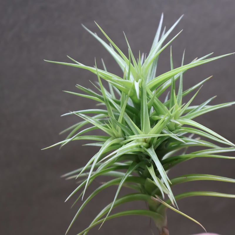 アエラントス グリーンジェム クランプ 17号 | air-plants TENGU-DO