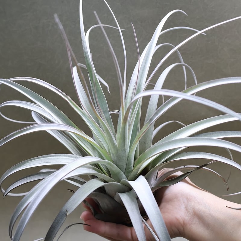 サカパネンシス 18号 | air-plants TENGU-DO