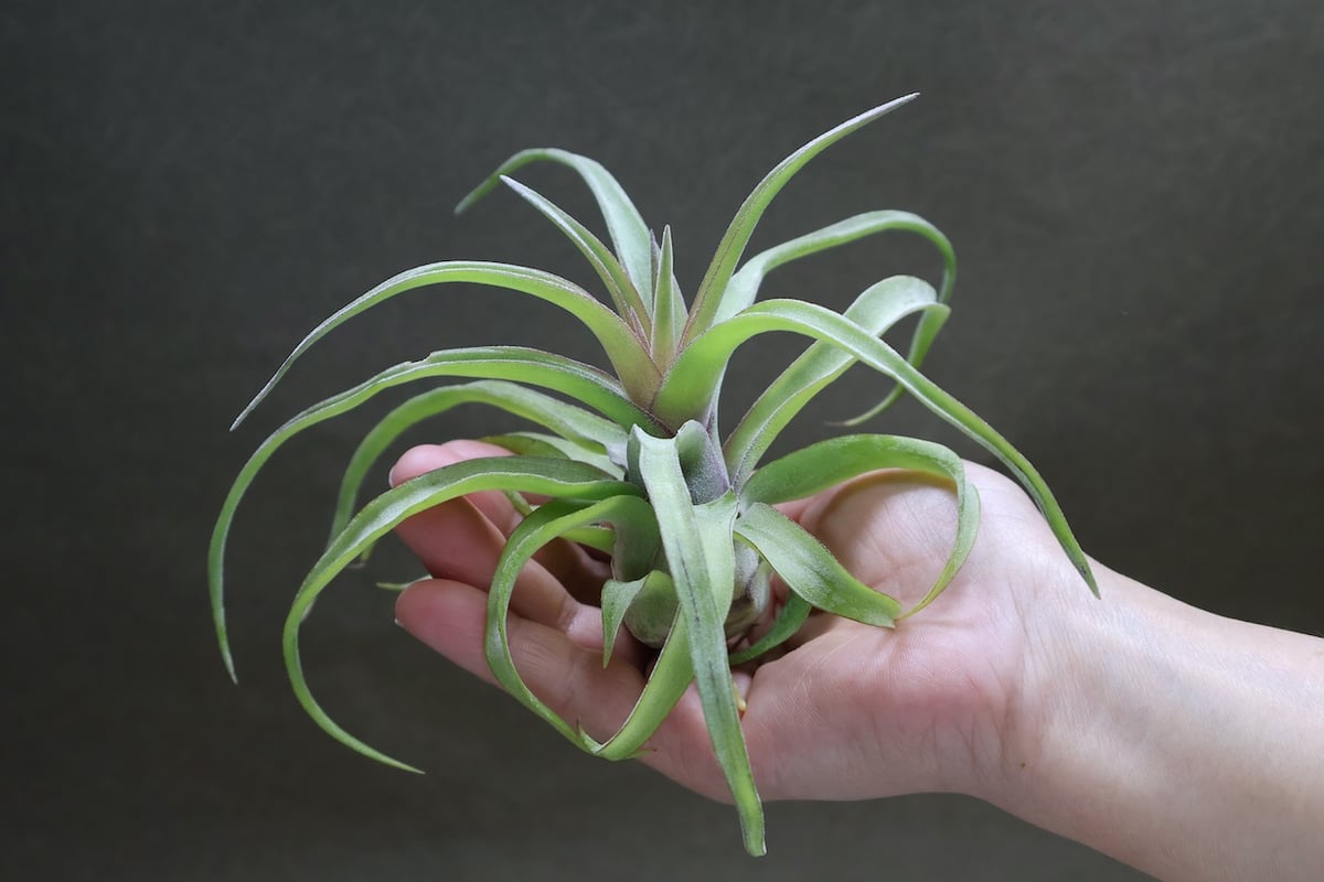 ストレプトフィラ 14号 | air-plants TENGU-DO