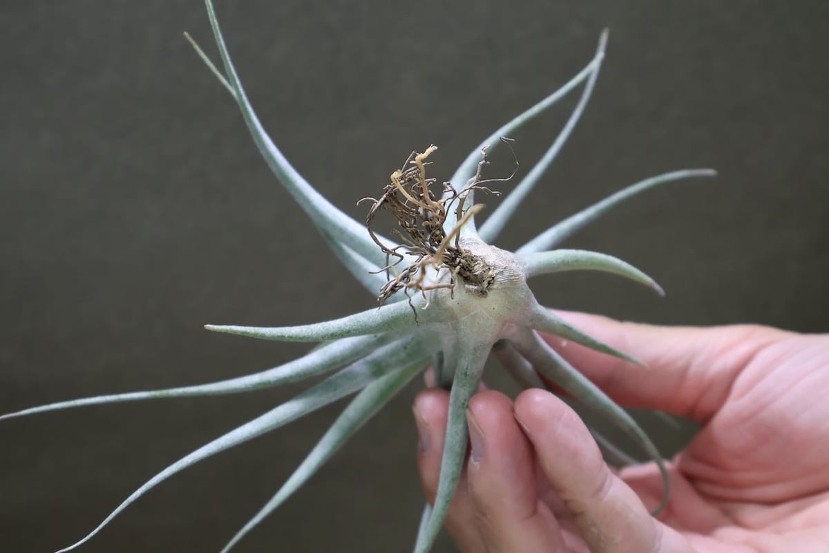 チアペンシス × エーレルシアナ 01号 | air-plants TENGU-DO