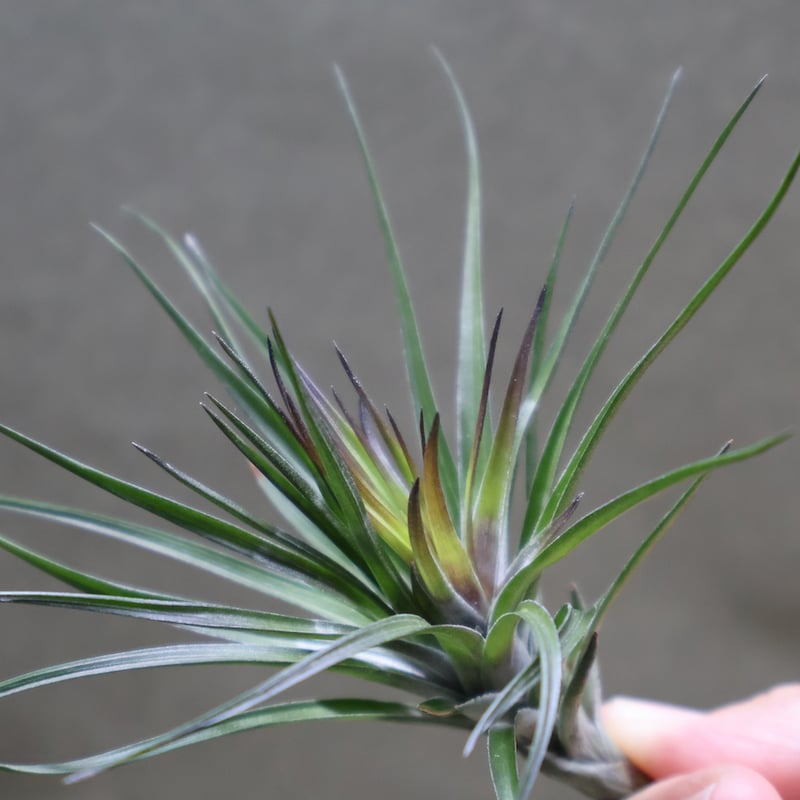 モンタナ パープルフォーム 03号 | air-plants TENGU-DO