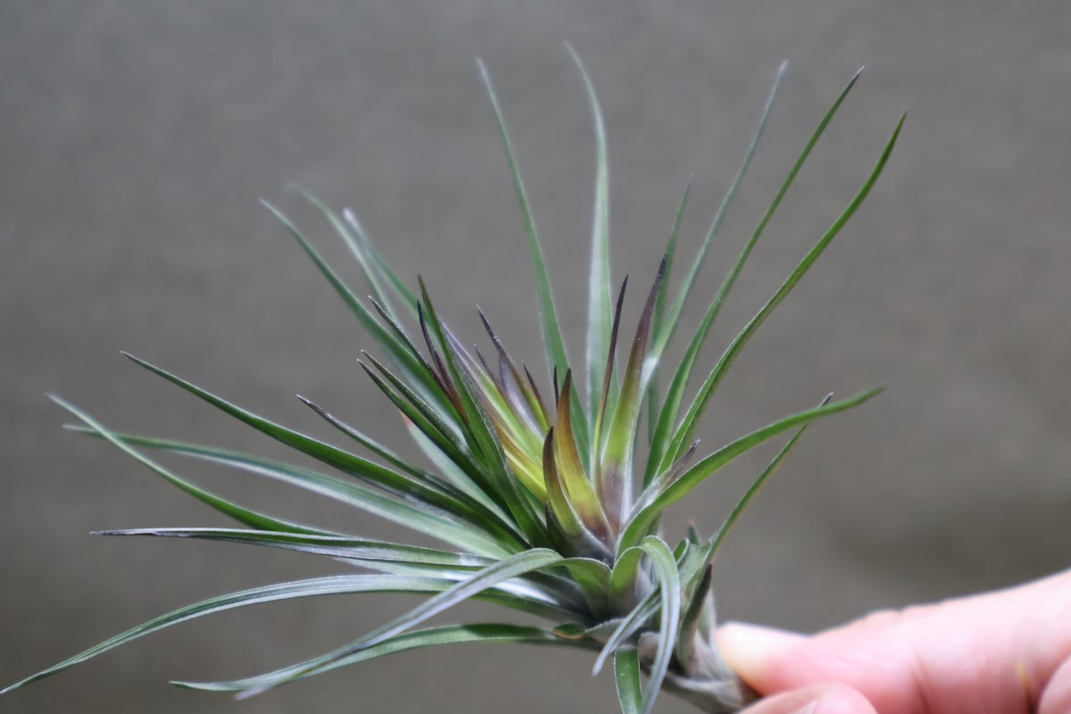 モンタナ パープルフォーム 03号 | air-plants TENGU-DO