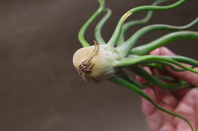 モ*オ様 レア⭐︎ チランジア　ブルボーサ　アルバ　エアプランツ ティランジア・ブルボーサ アルバ（滝沢会長株） チランジア