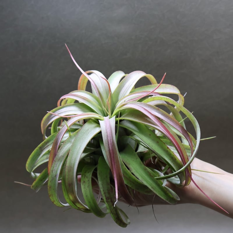 ブラキカウロス×ストレプトフィラ 76号 | air-plants TENGU-DO