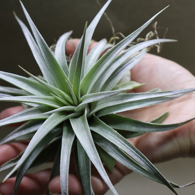 コマラパエンシス 14号 | air-plants TENGU-DO