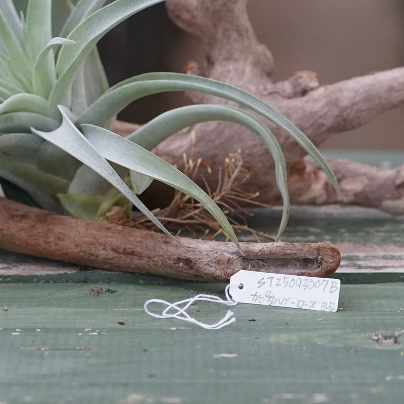 スタッフ特選】カピタータ・シルバーローズ 子株 B号 | air-plants