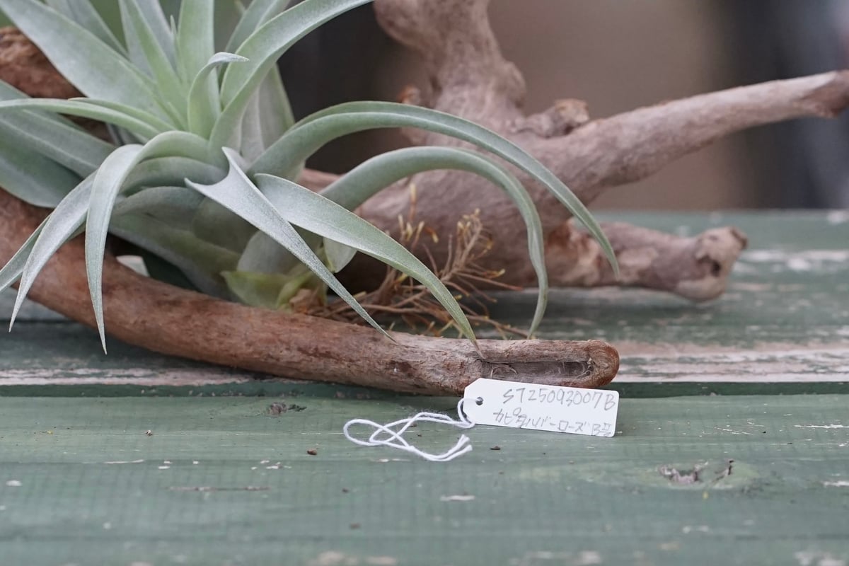 スタッフ特選】カピタータ・シルバーローズ 子株 B号 | air-plants