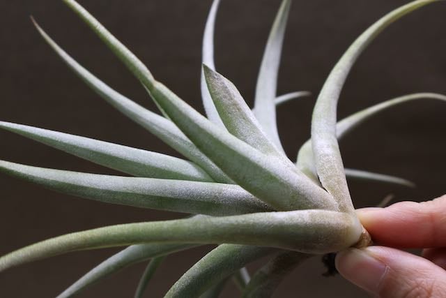 カピタータ シルバーローズ Sサイズ 28号 | air-plants TENGU-DO