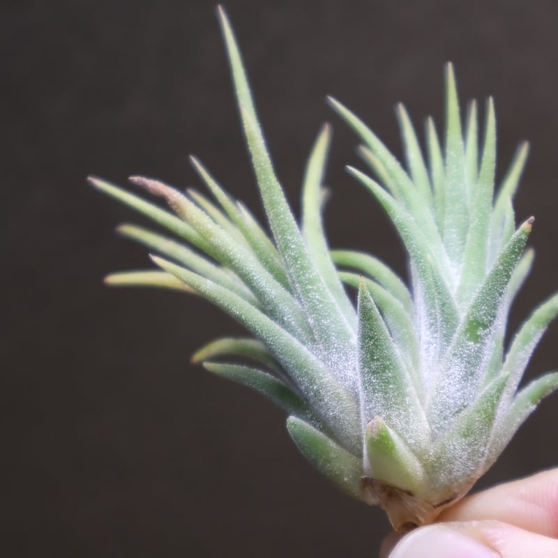 イオナンタ アルビノ 23号 | air-plants TENGU-DO