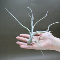 ロドセファラ 01号 | air-plants TENGU-DO