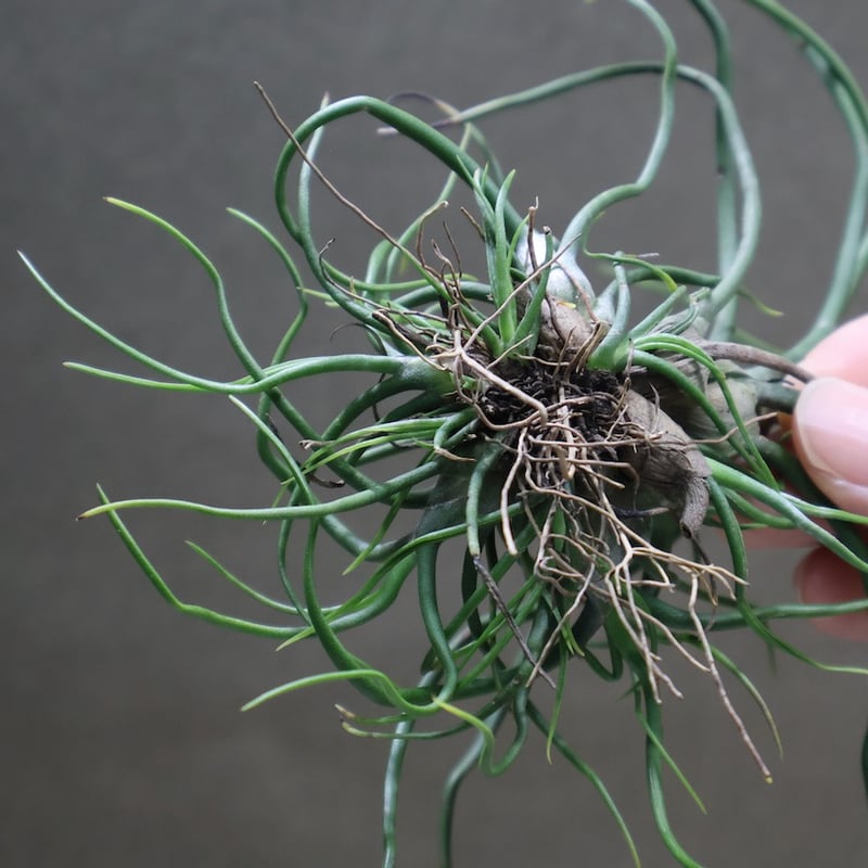 ブルボーサ クランプ 13号 | air-plants TENGU-DO