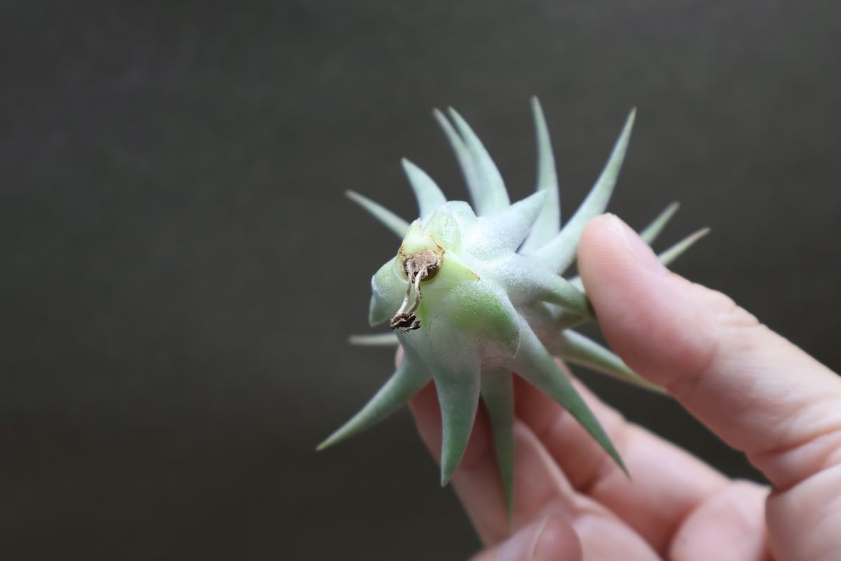 イオナンタ ヘッジホッグ from TI 速達発送 tillandsia-hedgehog-