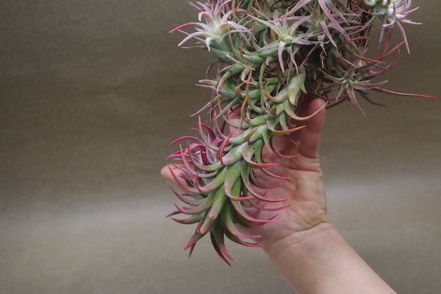 イオナンタ バンハイニンギー クランプ 08号 | air-plants TENGU-DO