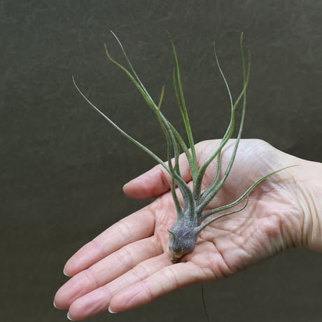 CATEGORY エアープランツ（ティランジア） | air-plants TENGU-DO