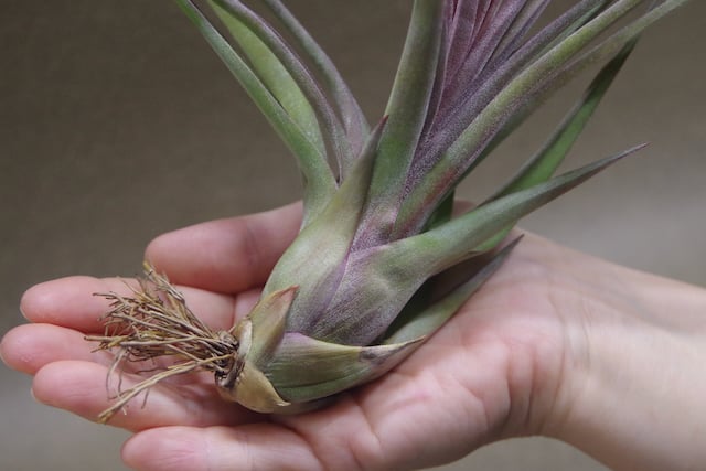 ストレプトフィラ × ノバキー 13号 | air-plants TENGU-DO ストレプトフィラ × ノバキー 13号 | air-plants TENGU-DO
