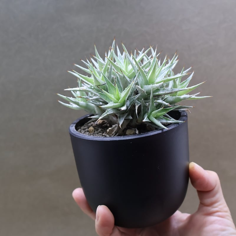 デウテロコニア ローレンチアナ シルバー デウテロコニア ローレンチアナ シルバー F00346_Deuterocohnia