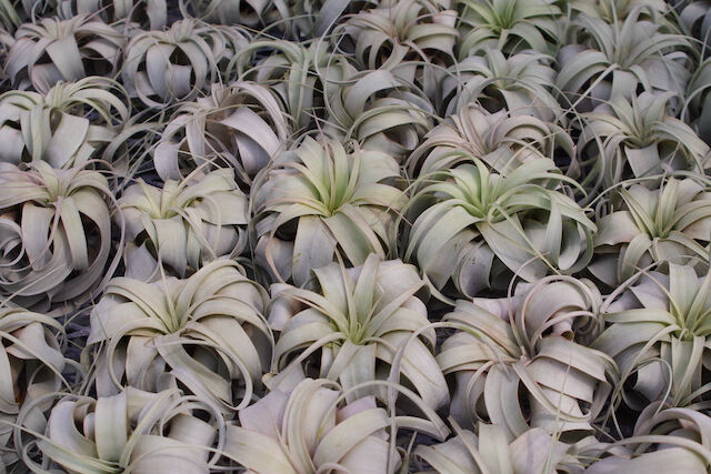 キセログラフィカ Sサイズ | air-plants TENGU-DO