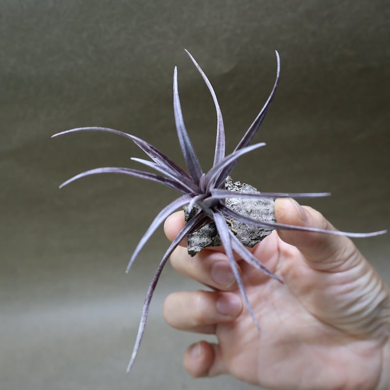 カピタータ ドミンゲンシス 47号 | air-plants TENGU-DO
