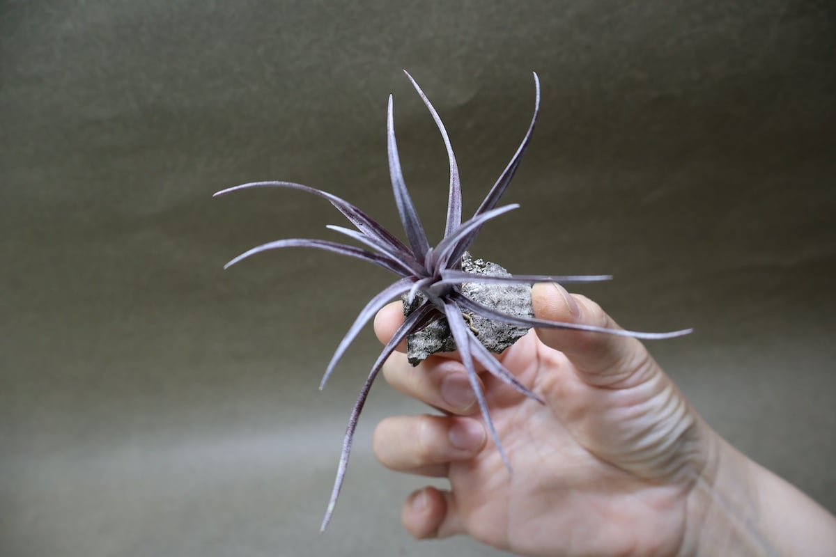 カピタータ ドミンゲンシス 47号 | air-plants TENGU-DO