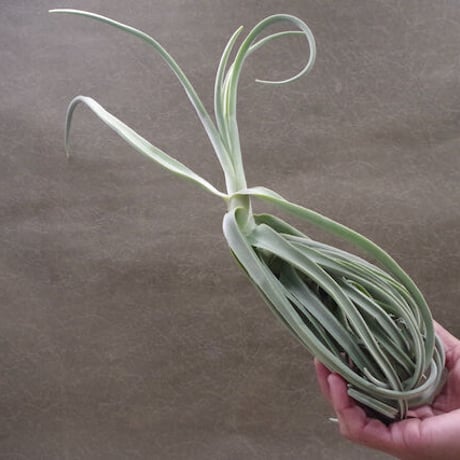 STORES エアープランツの検索結果