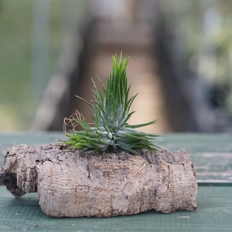 ヘドロ沼 様　ご確認用　イオナンタ バンハイニンギー×ハリスコモンティコラ①〜② ヘドロ沼 様 ご確認用 イオナンタ バンハイニンギー×ハリスコ