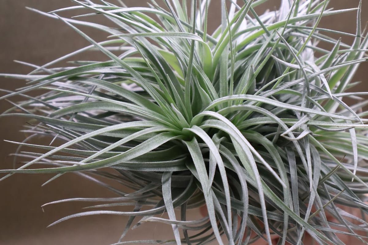 コットンキャンディ クランプ 27号 | air-plants TENGU-DO