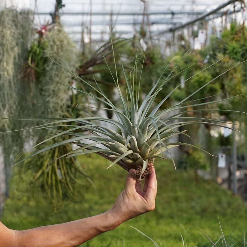 巨大株)チランジア　ファシクラータ, Copala 巨大株)チランジア ファシクラータ, Copala 現品】チランジア